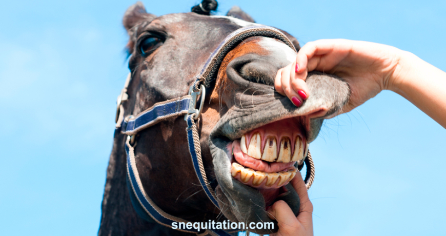 Comment prendre soin de la dentition de mon cheval ?