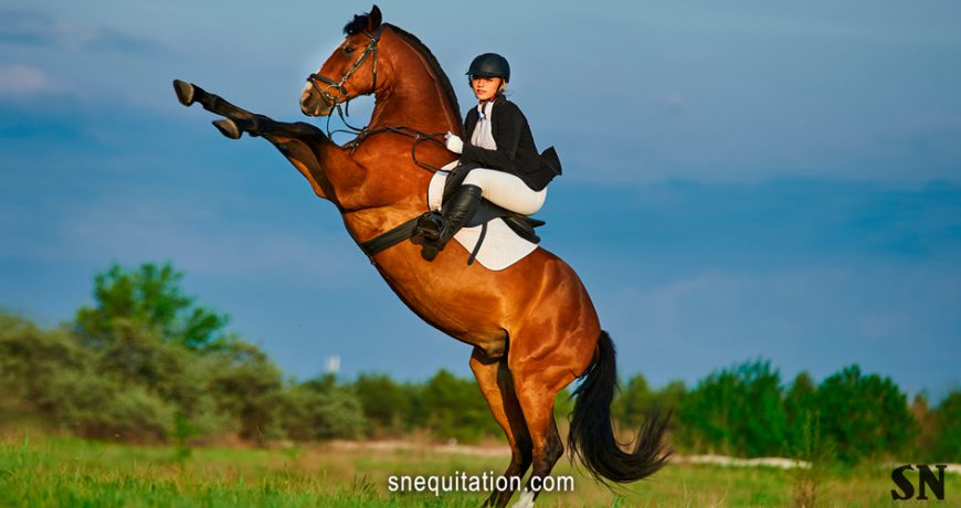 5 exercices pour améliorer la mobilité de votre cheval