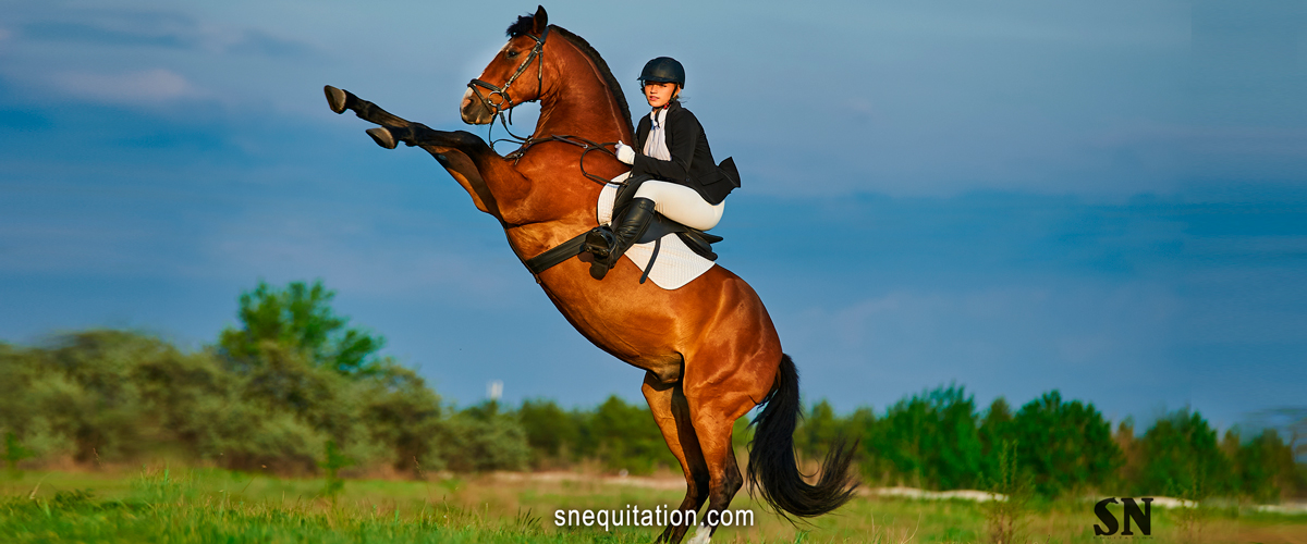 5 étirements pour améliorer la mobilité de votre cheval