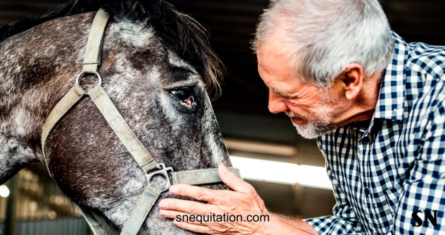 Comment prendre soin des chevaux âgés ?