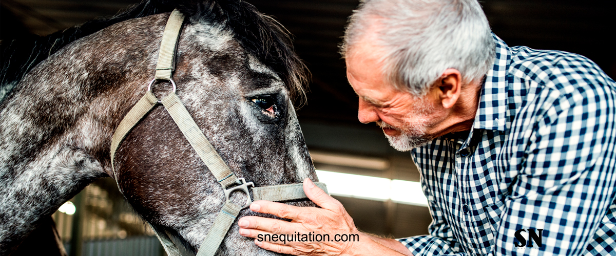Comment prendre soin des chevaux âgés ?