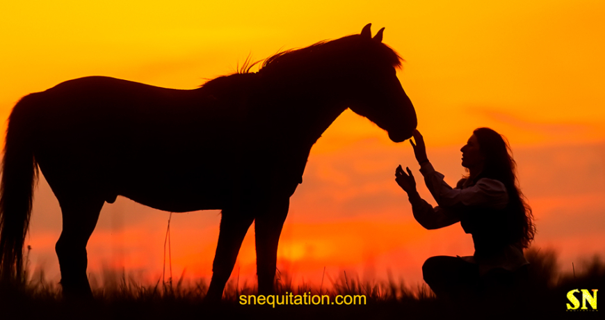 Comprendre le langage corporel de votre cheval