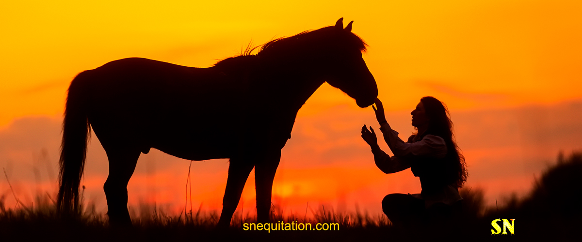 Comprendre le langage corporel de votre cheval