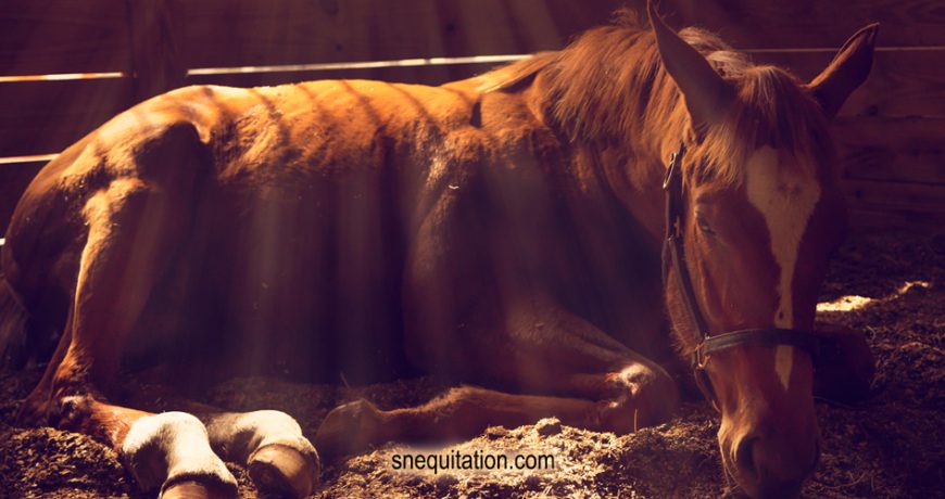 Comment aider un cheval à récupérer post-entraînement ?