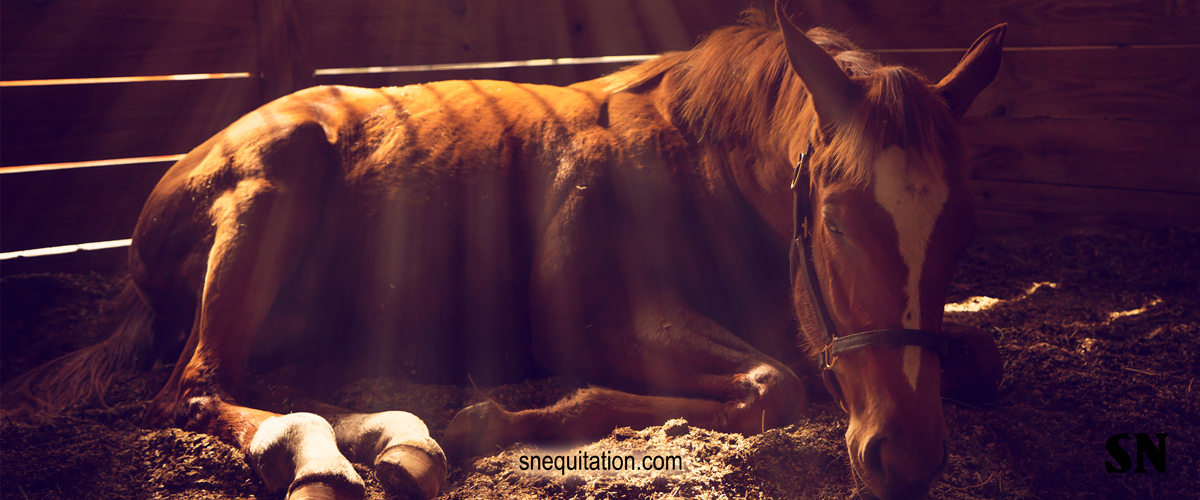 Comment aider un cheval à récupérer post-entraînement ?