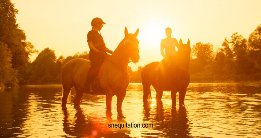 Les essentiels de l'été pour votre cheval !
