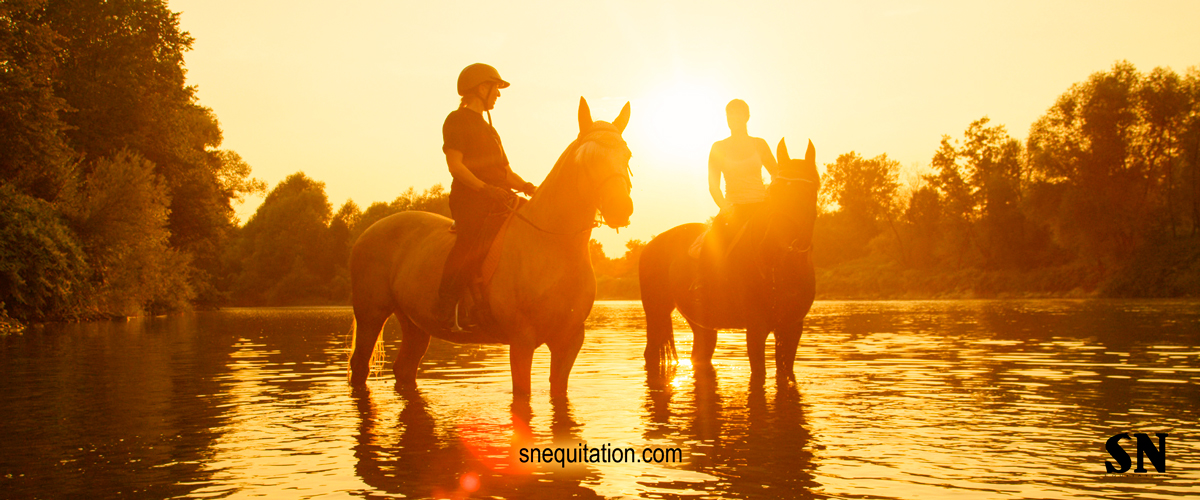 Les essentiels de l’été pour votre cheval !