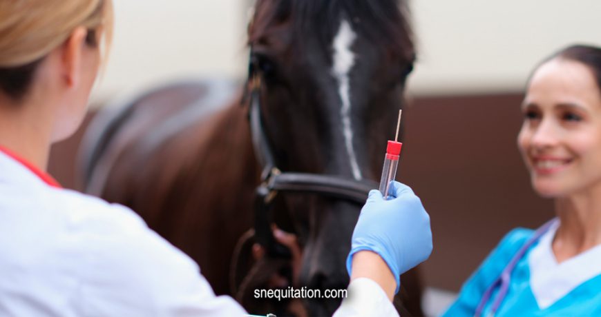 Comment traiter l'anémie chez les chevaux ?