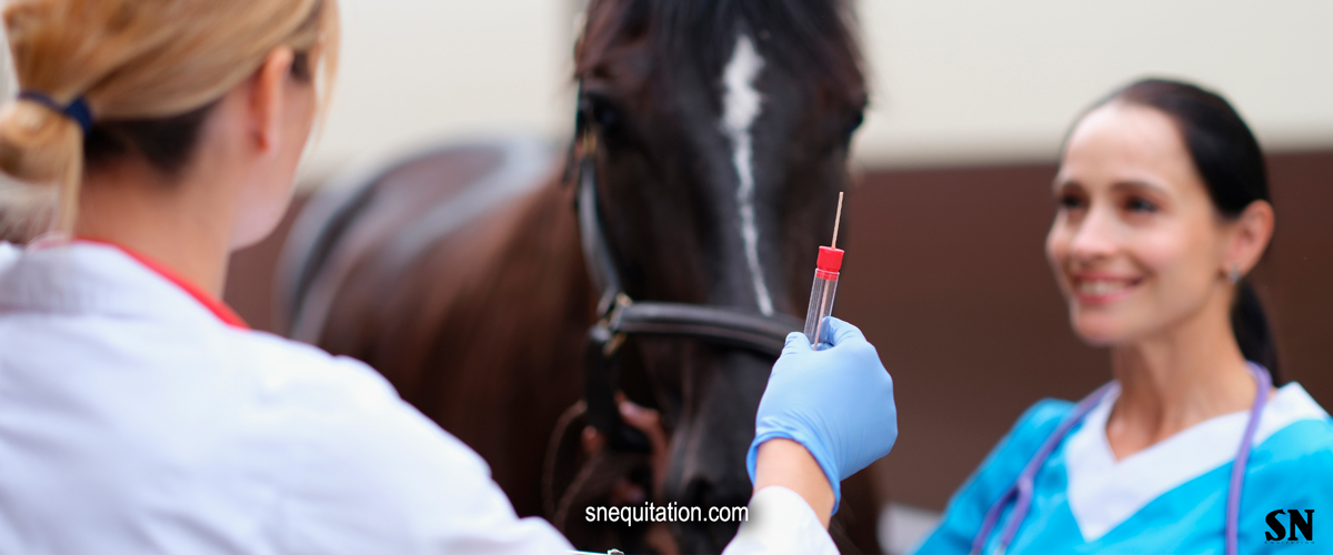 Comment traiter l’anémie chez les chevaux ?